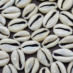 50pcs 1.5/2cm Small Bulk Cut Beach Sea Natural Shell Conch Beads Cowry Cowrie Jewelery Craft Accessories Holes DIY