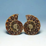 Natural Spotted Snail With Sliced Snail Ammonite Disc Fossil Rough Conch Specimen