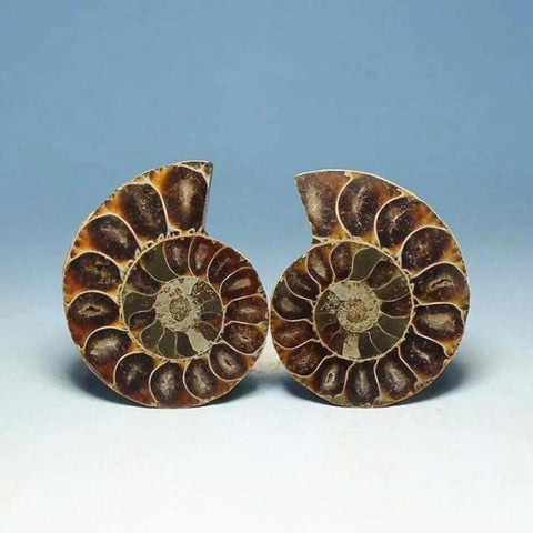 Natural Spotted Snail With Sliced Snail Ammonite Disc Fossil Rough Conch Specimen