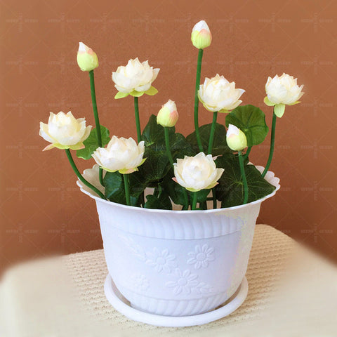 5pcs Lotus Flower Pot Home Garden